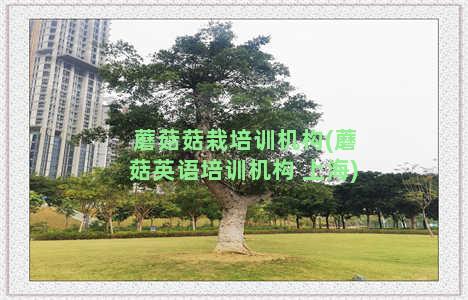 蘑菇菇栽培训机构(蘑菇英语培训机构 上海)